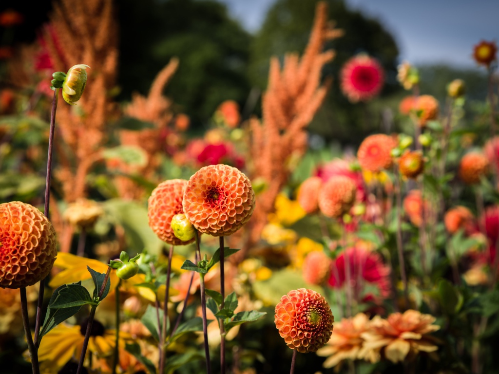 Красивые оранжевые цветы георгины на клумбе 