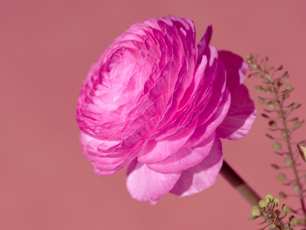 Красивый розовый цветок лютика крупным планом