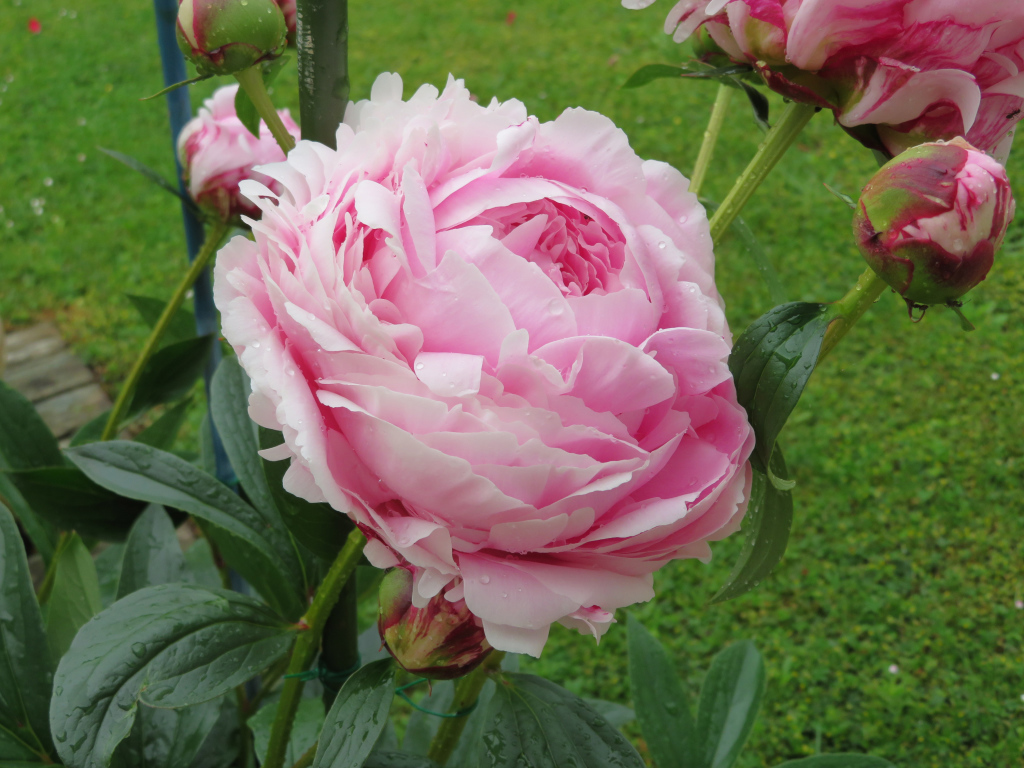 Красивый розовый пион с бутонами на клумбе