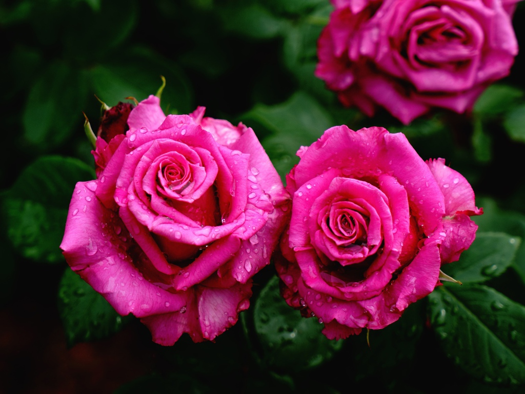 Красивые розовые розы на клумбе в каплях росы