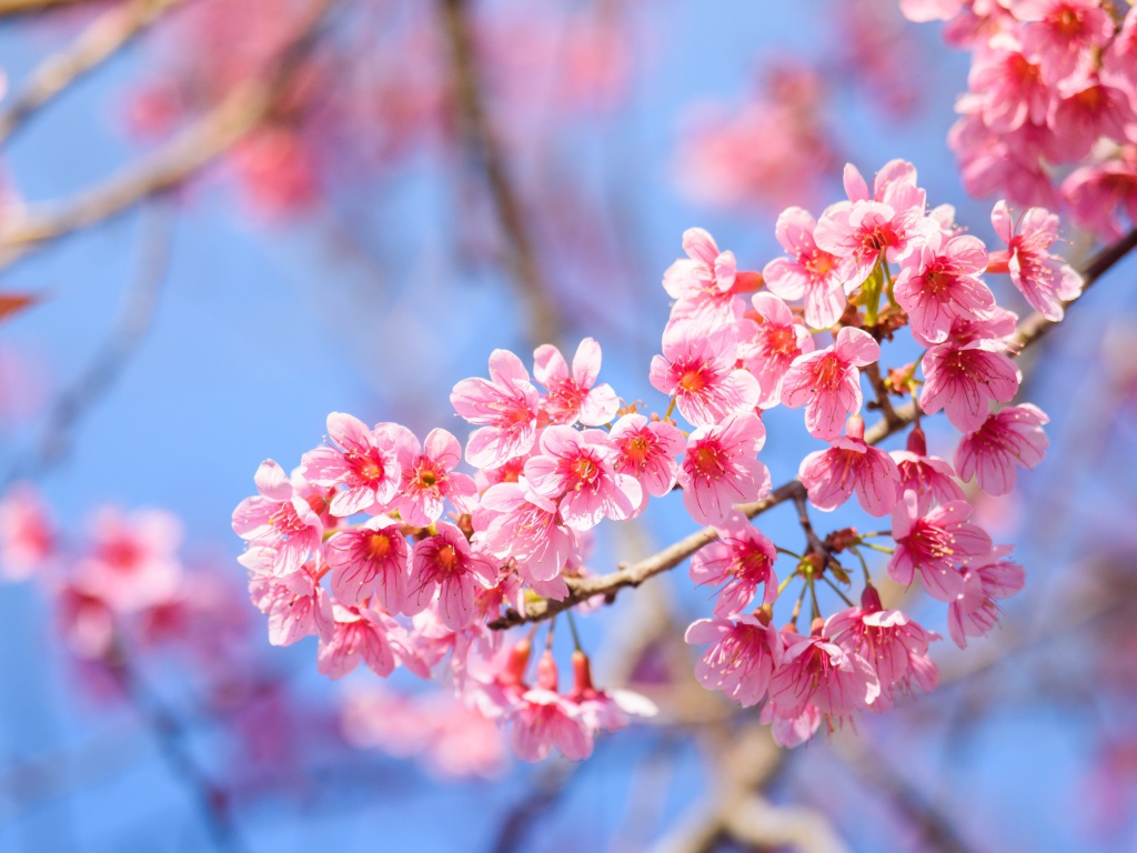 Красивые розовые весенние цветы на ветке дерева