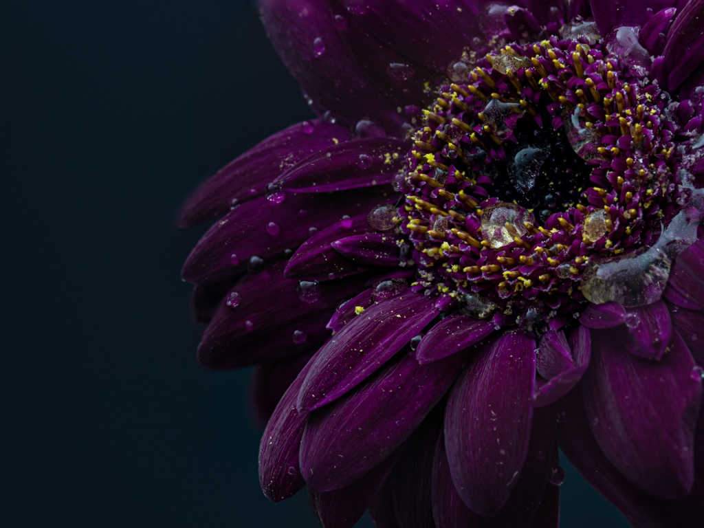 Красивый фиолетовый цветок герберы в каплях воды