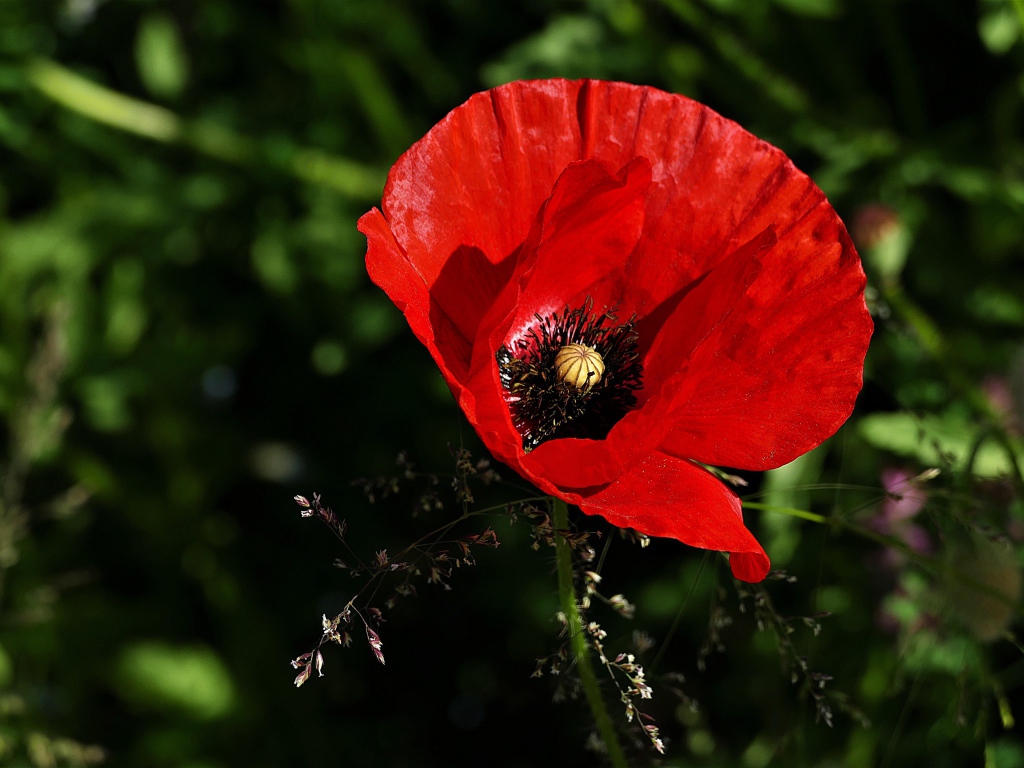 Красивый цветок красного мака крупным планом