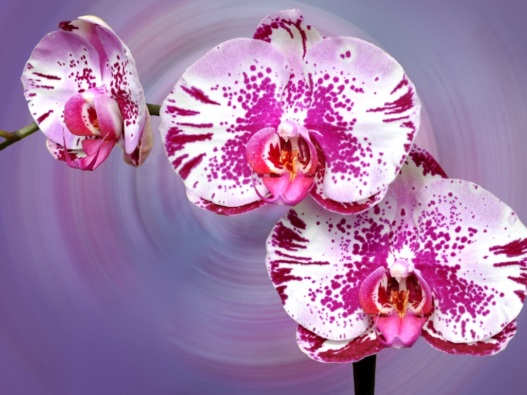Красивая пятнистая розовая орхидея на сиреневом фоне