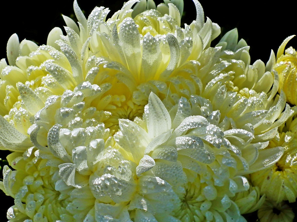 Красивые желтые хризантемы в каплях воды 