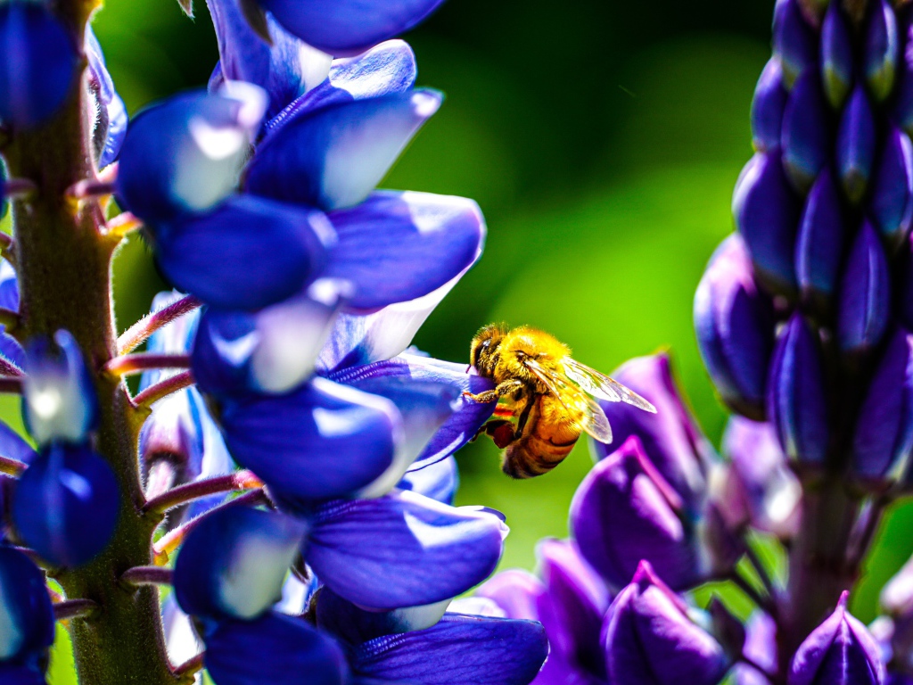 Пчела сидит на цветке люпина 