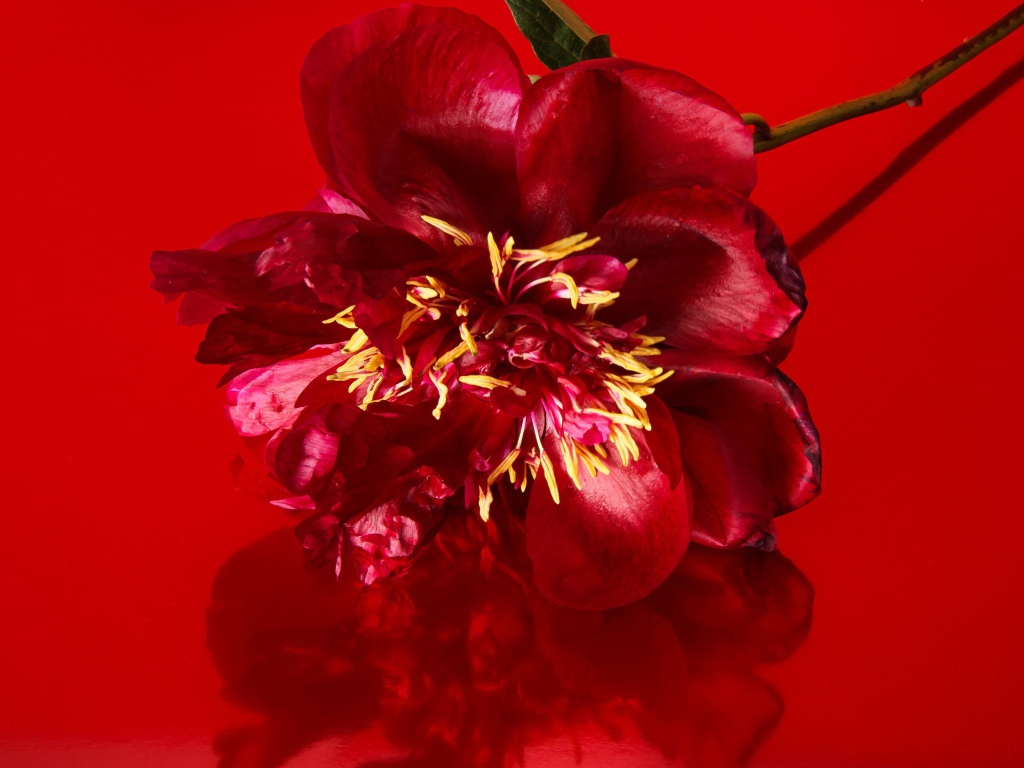 Цветок распустившегося пиона на красном фоне