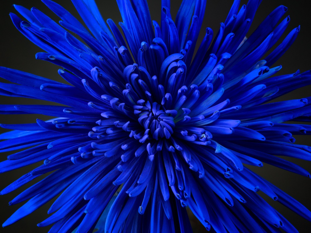 Синий цветок астры крупным планом