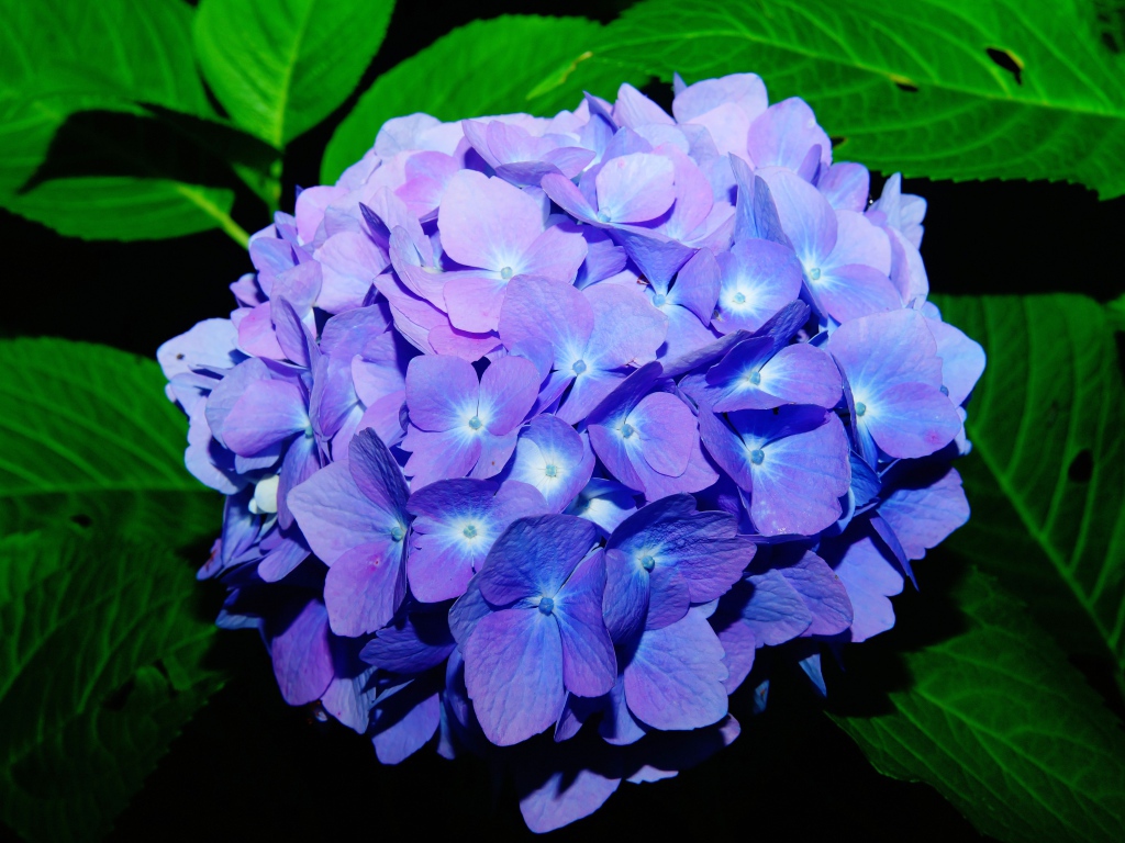 Синие красивые цветы гортензии в зеленых листьях 
