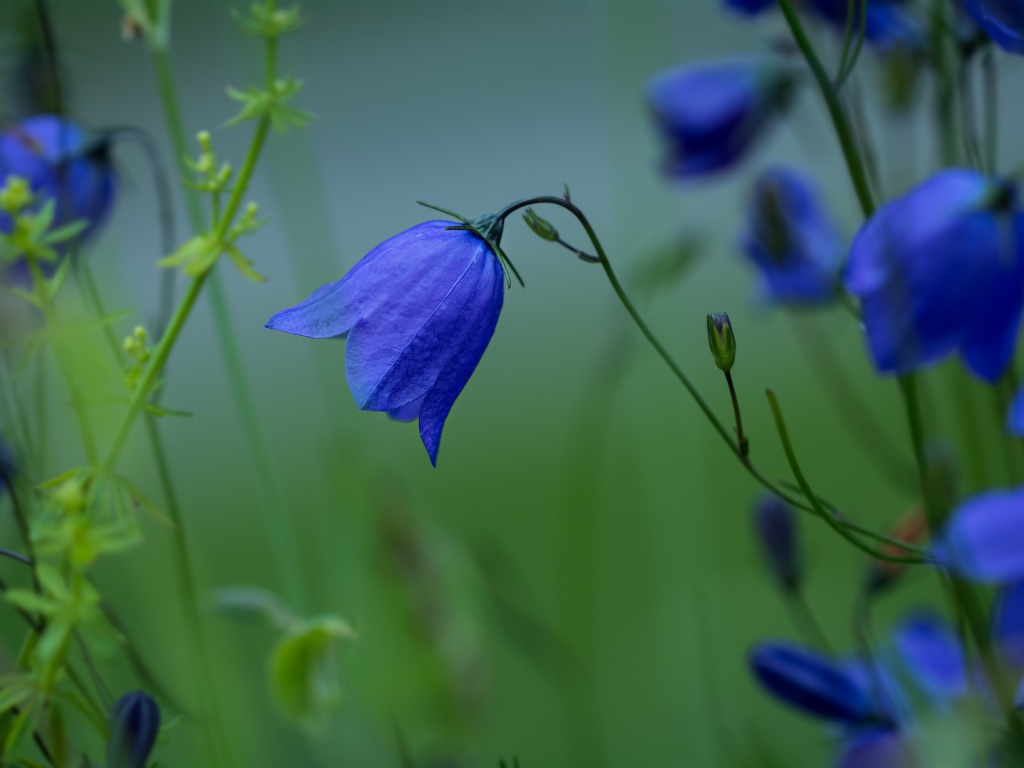 Синие цветы колокольчика крупным планом
