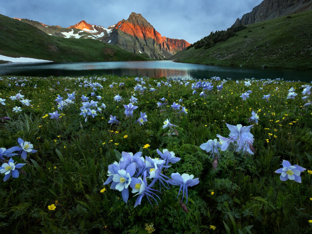 Голубые цветы водосбора в горах у реки