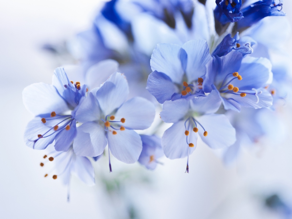 Синие цветы на ветке крупным планом