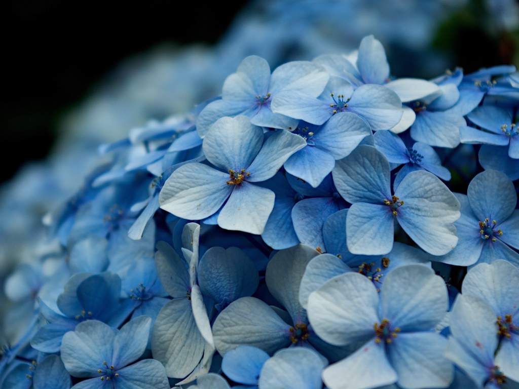 Blue hydrangea flowers close-up