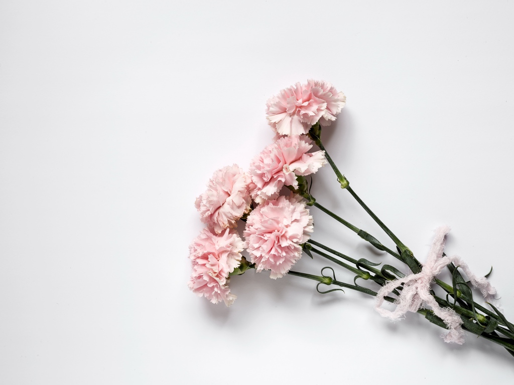 Букет розовых гвоздик с бантом на сером фоне 