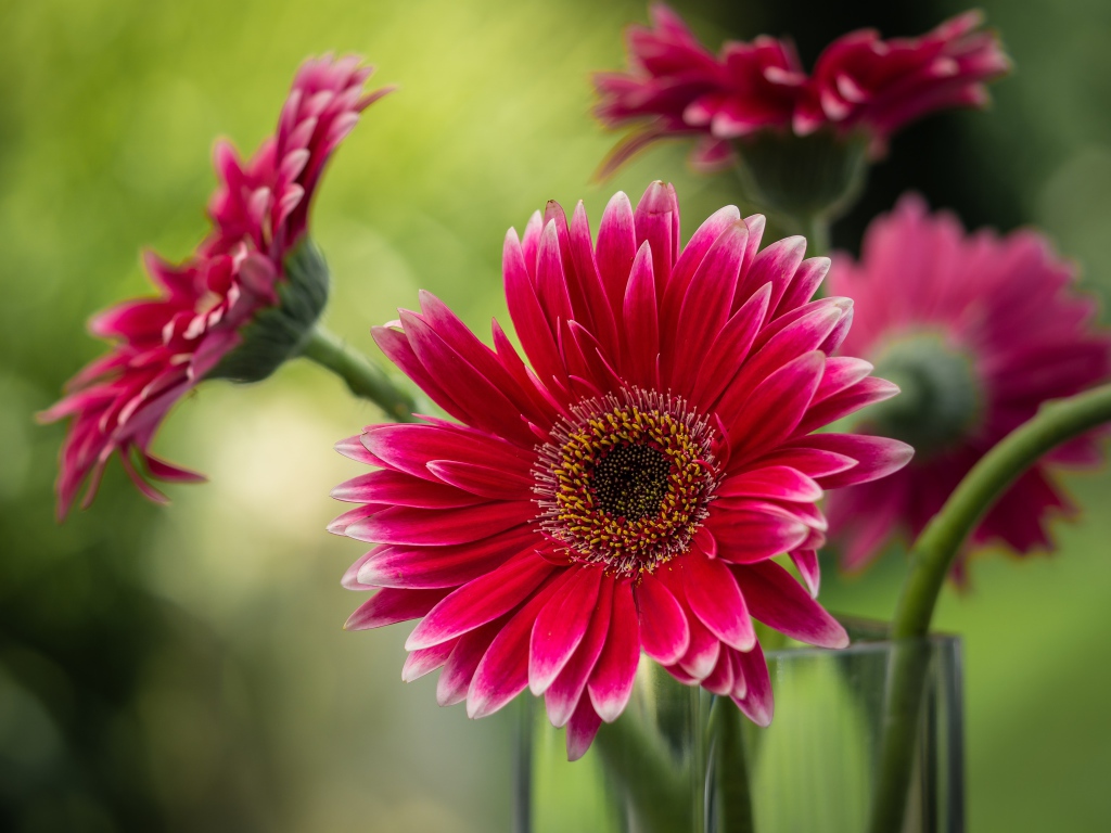 Букет розовых гербер в стеклянной вазе