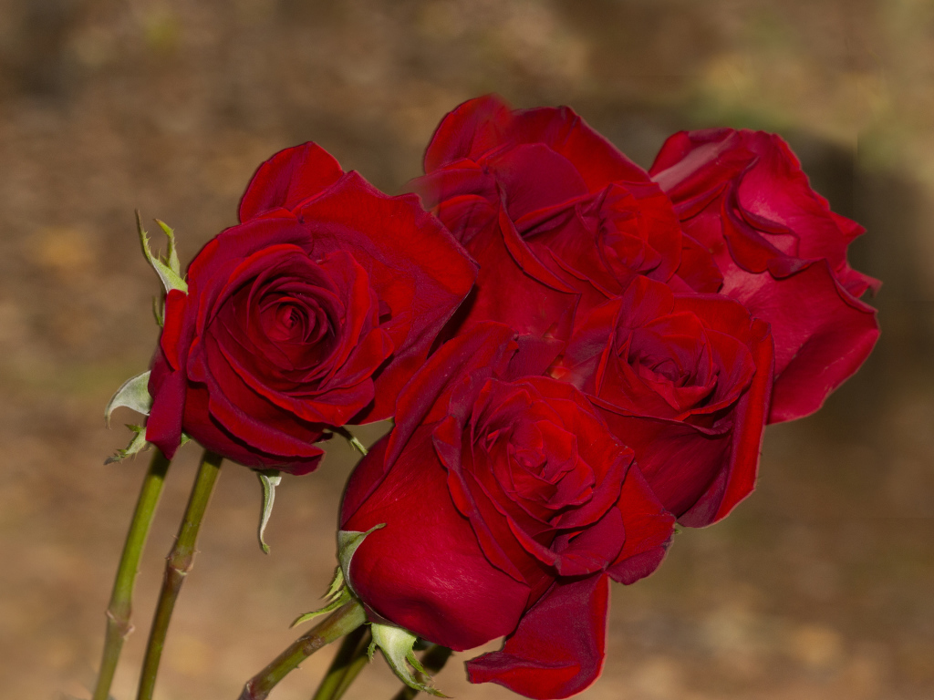 Букет алых роз крупным планом