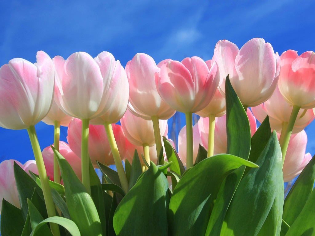 Букет нежных розовых тюльпанов на фоне голубого неба 
