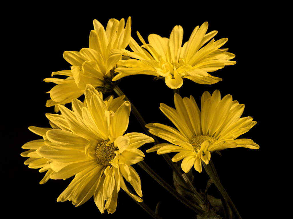 Букет желтых ромашковидных хризантем на черном фоне