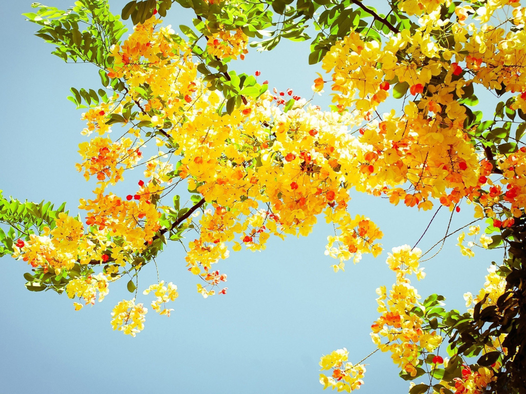 Ветка желтой акации с зелеными листьями на фоне голубого неба