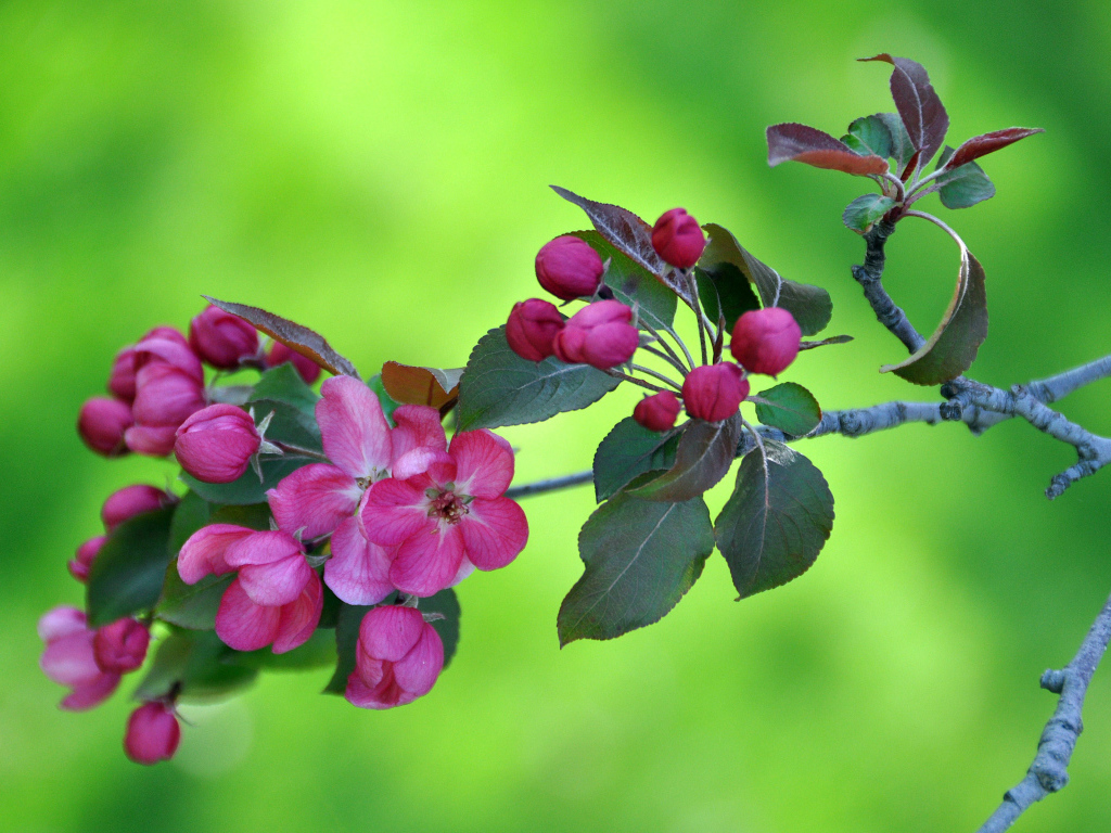 Ветка с розовыми цветами яблони на зеленом фоне