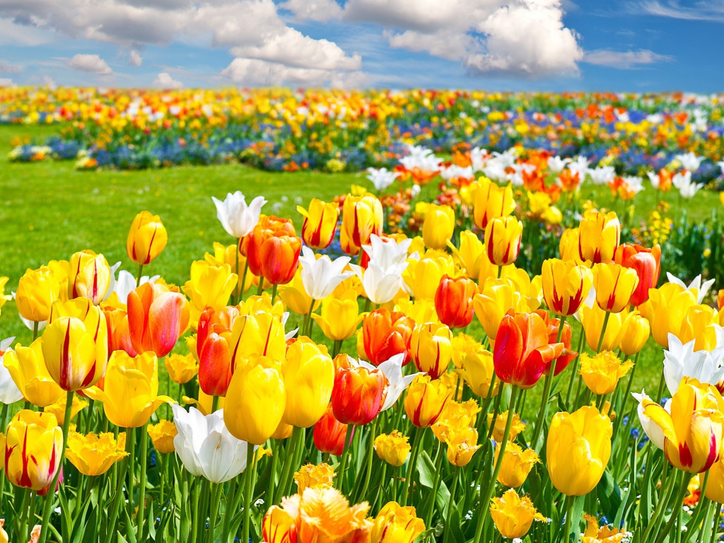 Яркие разноцветные тюльпаны на поле под облачным небом