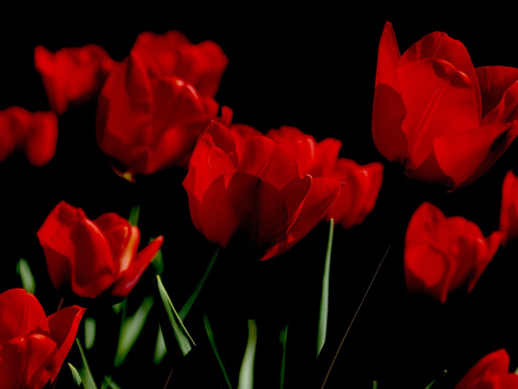Яркие алые весенние тюльпаны на черном фоне