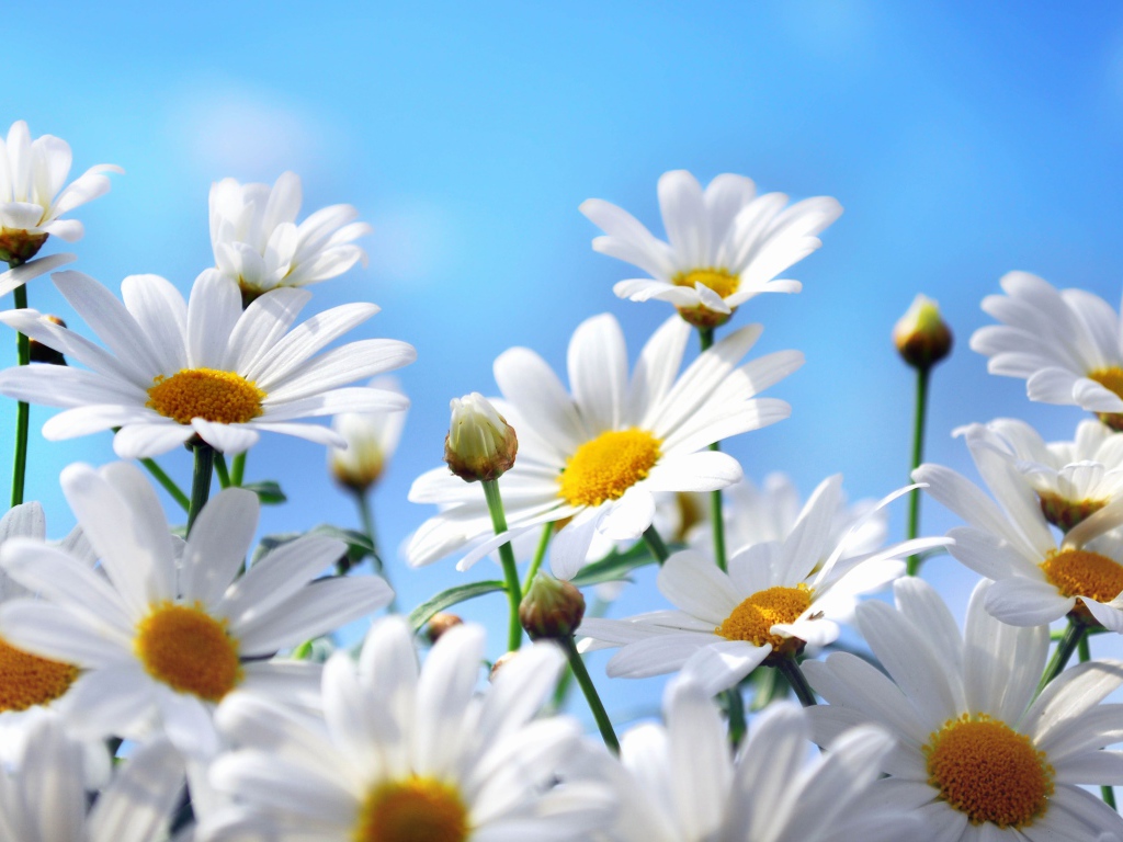 Яркие белые ромашки на фоне голубого неба