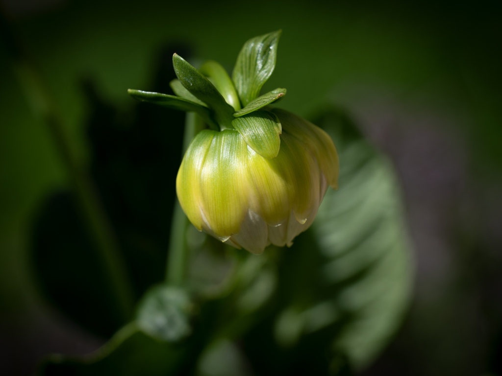 Бутон георгины в лучах солнца крупным планом