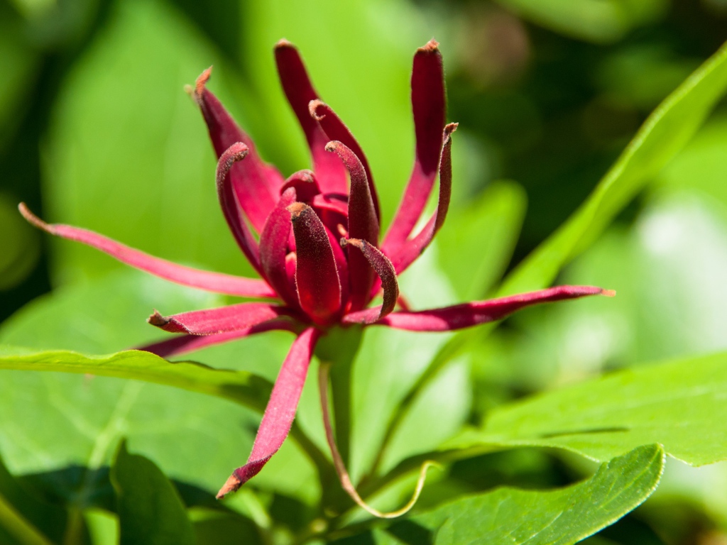 Бордовые цветы каликант цветущий крупным планом 