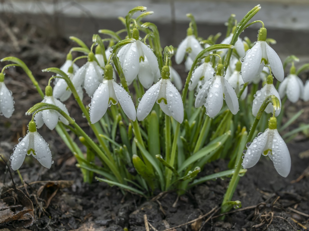 Куст белых подснежников в каплях дождя 