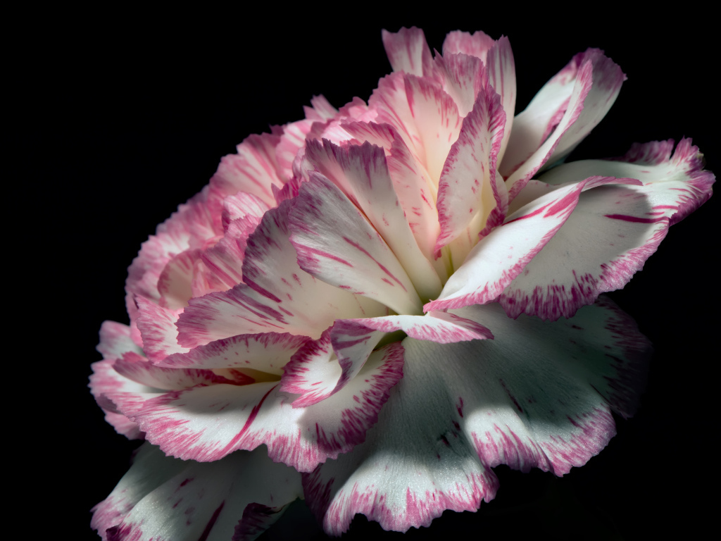 Цветок гвоздики с бело-розовыми лепестками на черном фоне