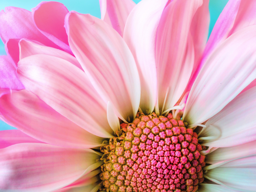Розовые лепестки хризантем на голубом фоне крупным планом