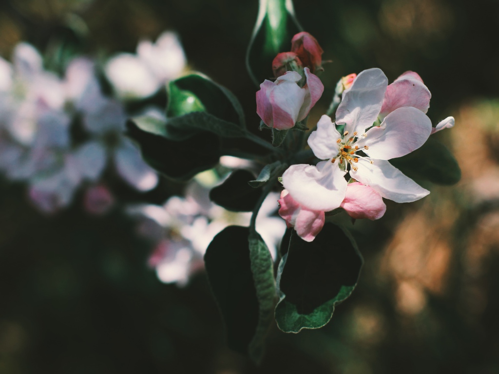 Нежные розовые цветы яблони на ветке