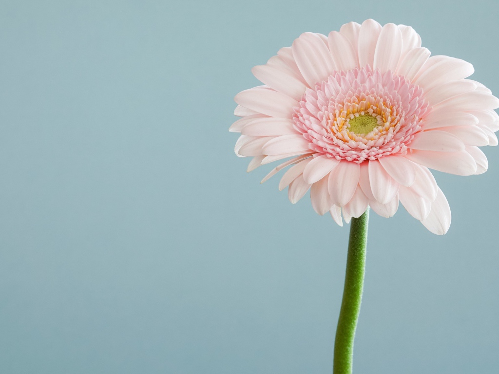 Нежная розовая гербера на сером фоне 