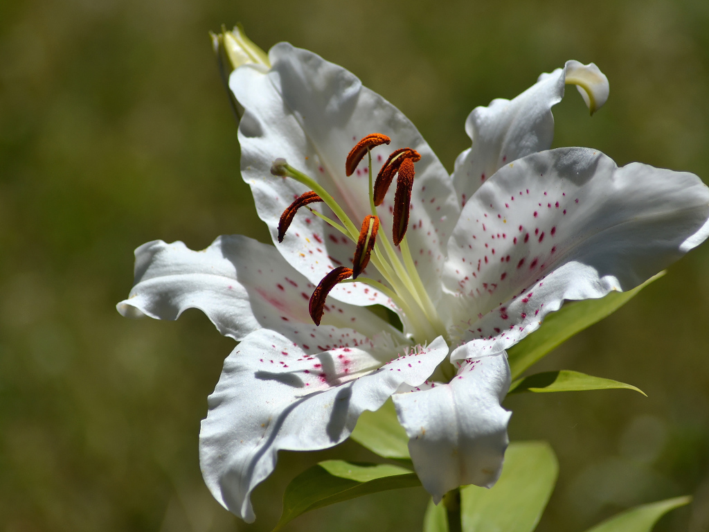 Нежный белый цветок лилии крупным планом