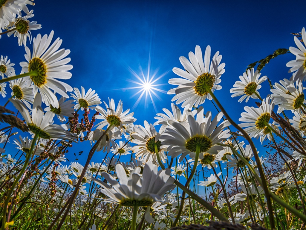 Поле с белыми летними ромашками в лучах яркого солнца
