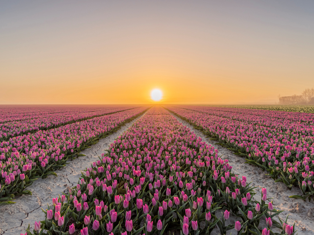 Поля с розовыми тюльпанами на фоне заката 
