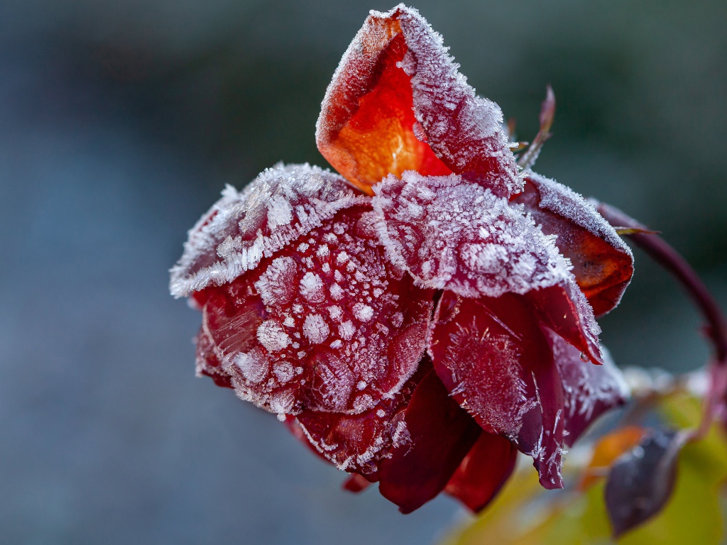 Покрытая инеем красная роза на клумбе 