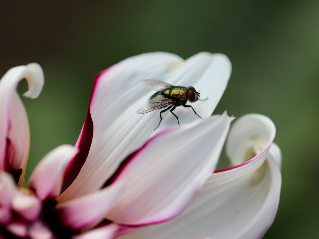 Зеленая муха на лепестке  георгина 