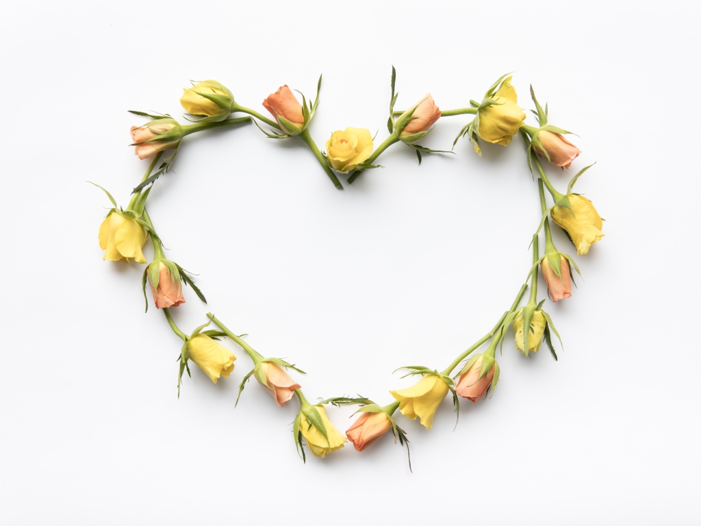 Сердце из бутонов розы на белом фоне