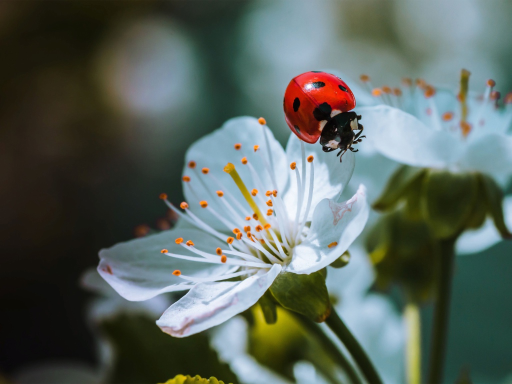 Божья коровка сидит на белых цветах вишни