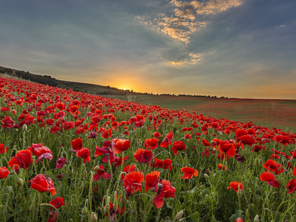 Большое поле с красными маками на рассвете 