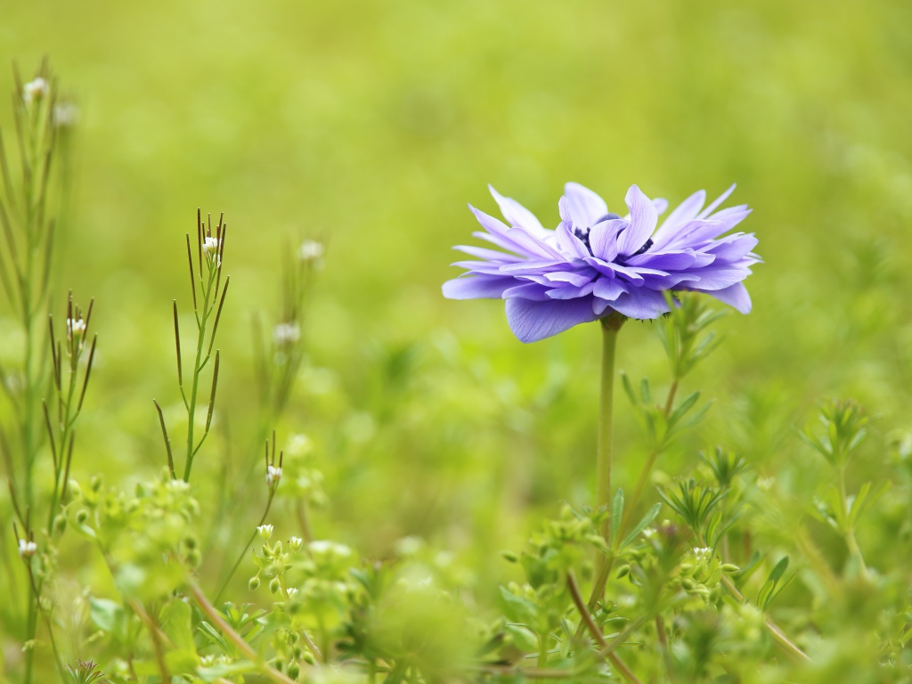 Сиреневый цветок Анемоне растет на поле в зеленой траве