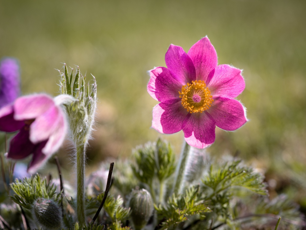 Сиреневый цветок прострел с бутонами на поле 