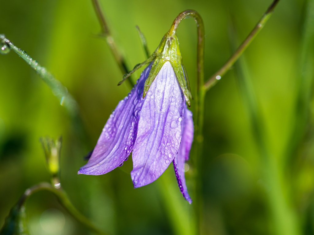 Сиреневый цветок колокольчик в каплях росы