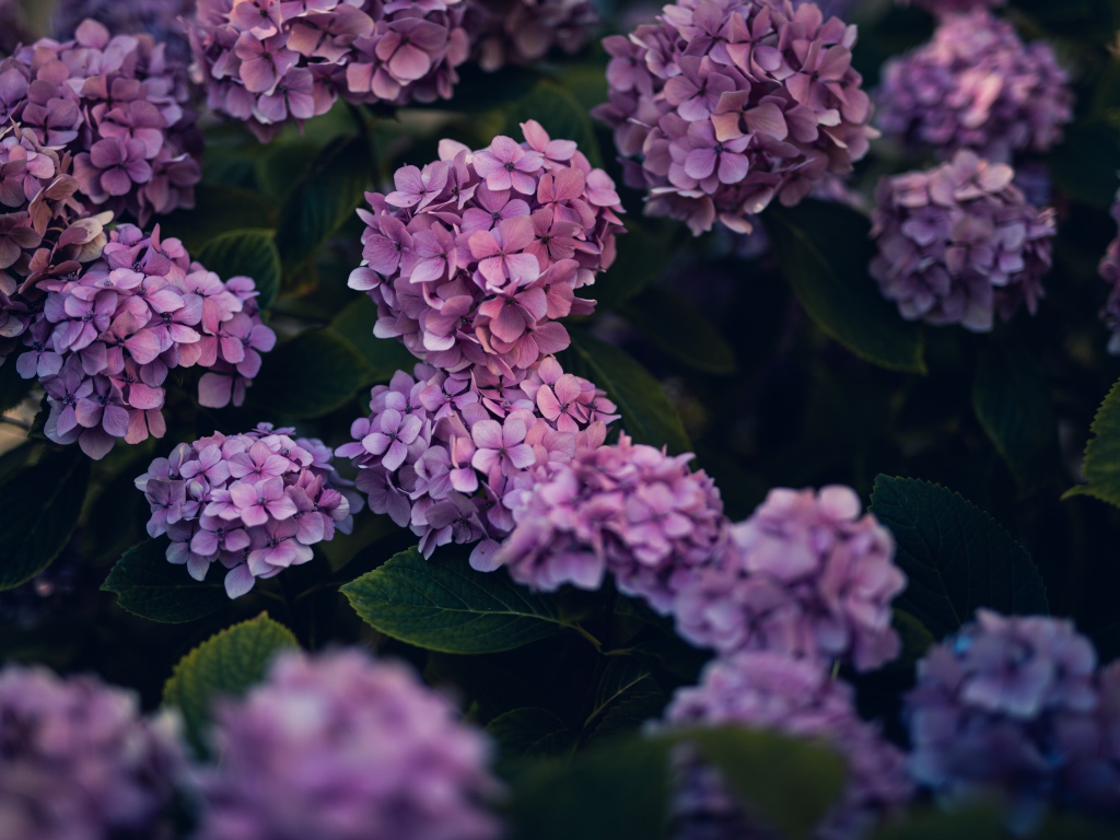 Сиреневые цветы гортензии в саду