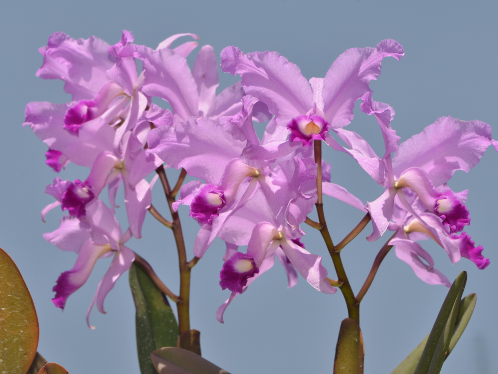 Сиреневые орхидеи на голубом фоне