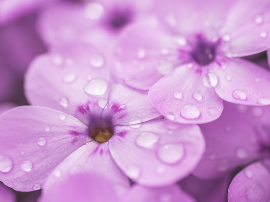 Сиреневые цветы флоксы в каплях росы крупным планом