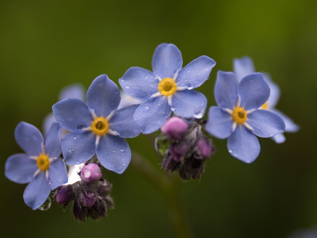 Маленькие синие незабудки крупным планом