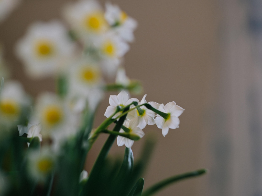 Маленькие белые нарциссы на размытом фоне